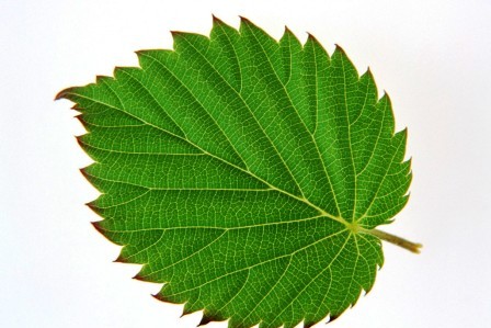 一片葉子也有兩面